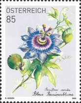 [Flowers - Blue Passionflower, type DSC]