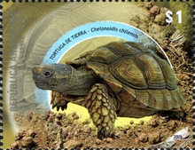 [Endangered Wildlife, type DIP]
