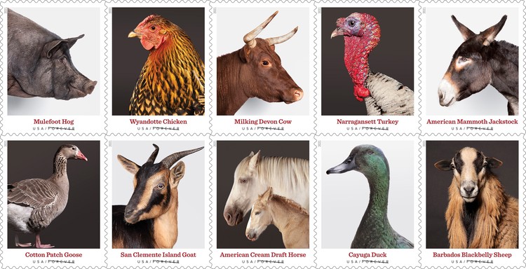 [Heritage Breeds, type ]