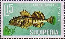 [Fish, type ZH]