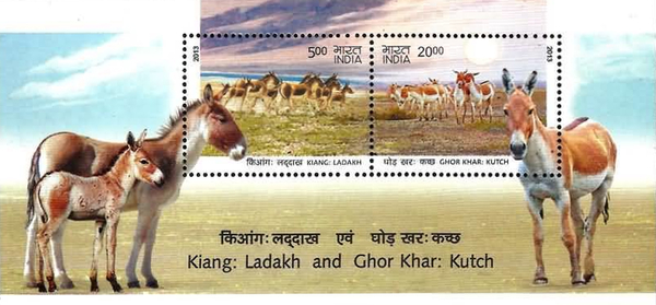 [Wild Ass of Ladakh & Kutch, type ]