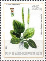 [Plants, type BFK]