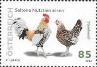 [Rare Livestock Breed - Steinhendl, type DXD]