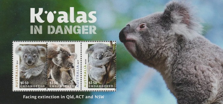 [Koalas in Danger, type ]
