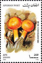 [Mushrooms, type AVM]