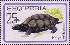 [Reptiles, type YII]