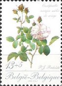 [Roses, type BMC]
