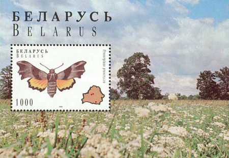 [Butterflies, type ]