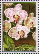[Orchids, type BGG]