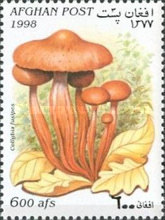 [Mushrooms, type APG]