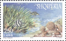 [Marine Life, type DBR]