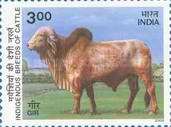 [Indigenous Breeds of Cattle, type BHS]
