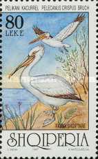 [Birds - Dalmatian Pelican, type BUT]