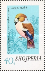 [Songbirds, type XKK]