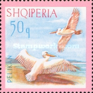 [Birds - Dalmatian Pelican, type ZL]
