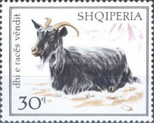 [Domestic Goats, type ADY]