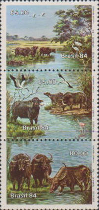 [Marajo Island Water Buffaloes, type ]