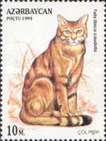 [Wild Cats, type DD]