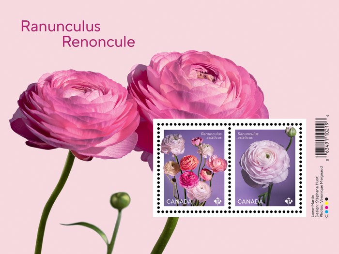 [Flowers - Ranunculus Renoncule, type ]