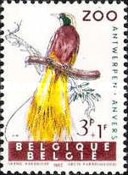 [Exotic Birds, type AAV]