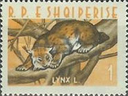 [Animals, type KN]