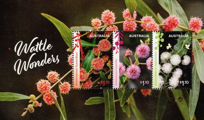 [Flora - Wattle Wonders, type ]
