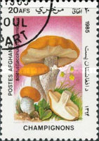 [Flora - Mushrooms, type ABX]