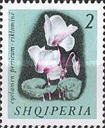 [Flowers, type TS]
