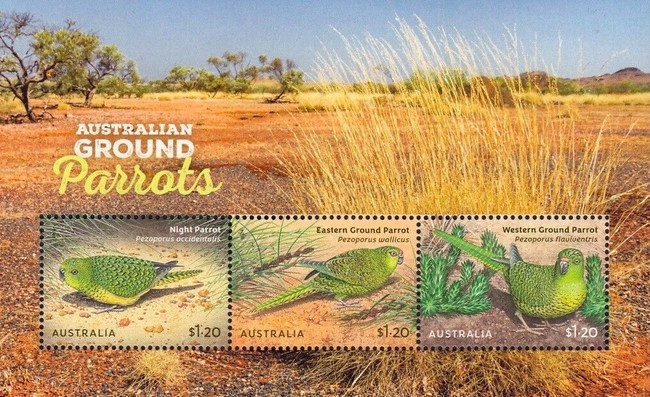 [Australian Ground Parrots, type ]