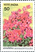 [Bougainvillea, type AFL]