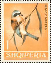 [Birds, type PP]