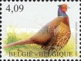 [Birds - Ring-necked Pheasant, type XVV]