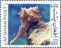 [Fauna - Snails, type ASY]
