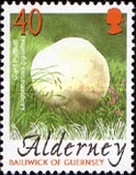 [Mushrooms, type HS]