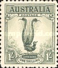 [Superb Lyrebird, type N1]