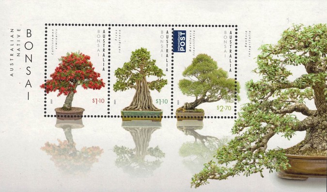 [Native Bonsai, type ]