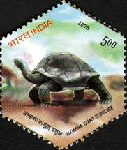 [Aldabra Giant Tortoise, type COZ]