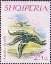 [Starfishes, type XK]