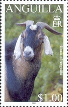 [Goats of Anguilla, type AUK]