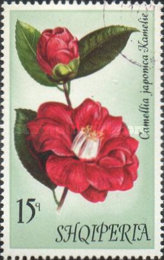 [Flowers - Camellias, type AOC]
