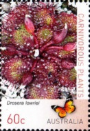 [Carnivorous Plants, type DWP]