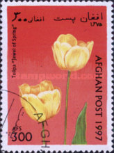 [Flowers - Tulips, type ANP]