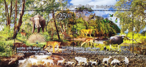 [Zoological Survey of India, type ]