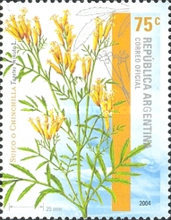 [Aromatic Plants, type CWY]