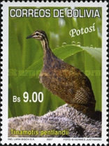 [Birds of Bolivia - Potosi, type BID]