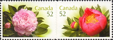 [Peonies, type ]