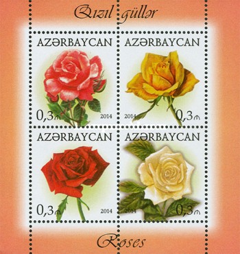 [Flowers - Roses, type ]