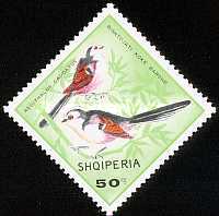 [Birds, type AFH]