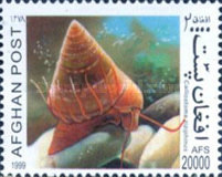 [Fauna - Snails, type ASV]