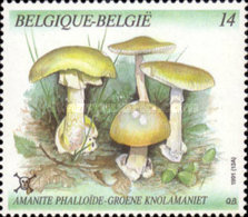 [Mushrooms, type BPY]